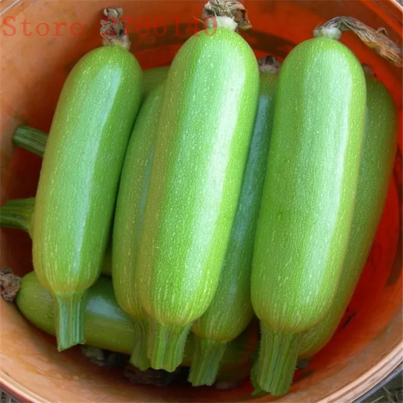 

20pcs zucchini vegetable potted, easy to grow is a high-nutrient vegetable especially suitable for home garden.