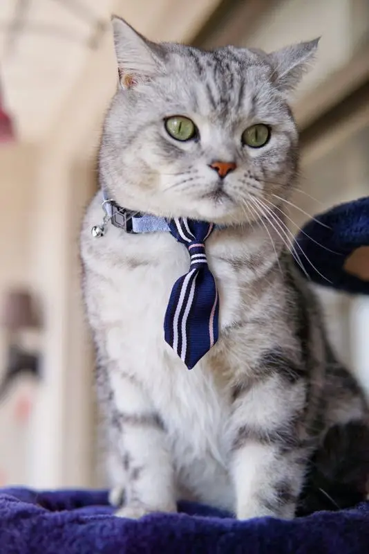 Модный дизайн ошейник для питомца в полоску ошейник для питомца кошки щенка ошейник с колокольчиком регулируемый галстук для щенка котенка галстук-бабочка воротник 4 цвета