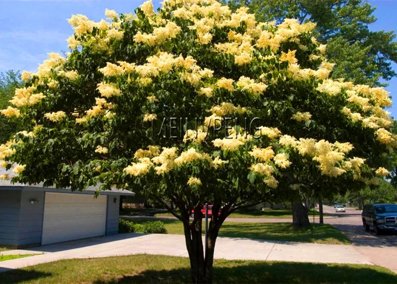 Buy New Arrival!Purple White Lilac Plant Lilac Clove