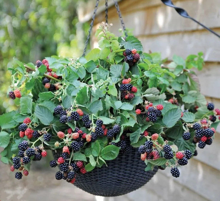 

50pcs bonsai Raspberry fruit plants Scottish Cross raspberry