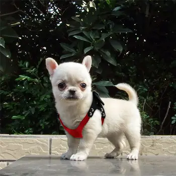 

Adjustable Chest Harness For Dogs Supplies Soft Suede Leather Small Pet Dog Harness for Puppies Chihuahua Yorkie Teddy Pup Puppy