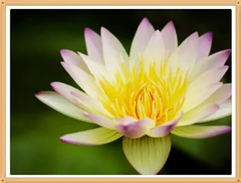 

White Lotus 40x30cm diy pieno diamante Flowers pittura punto croce kit Crafts decorazione della casa diamond painting