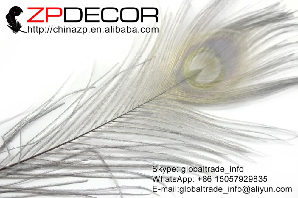 6 Grey Peacock Tail Feather (158)