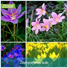 ZLKING 2 Pcs Rare Colors Zephyranthes Bulbs Bonsai Rhizome Plant Not Zephyranthes Onion Orchid Bulb For