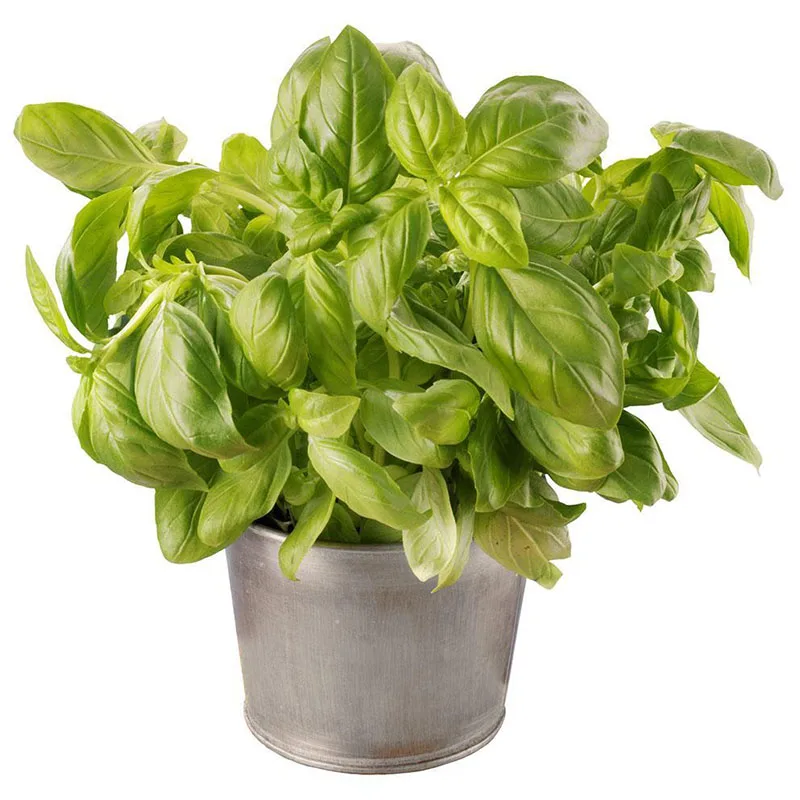 

200 Mixed Basil Flower Semilla Albahaca Basilicum Bonsai Ocimum Basilicum Vegetable Rare Happy Farm Greenhouse Planting