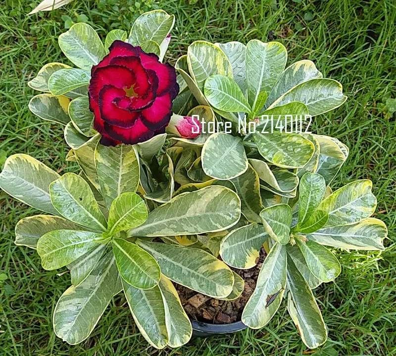 7 12inch Rooted Adenium Obesum Variegated Plant Thailand Rare Real