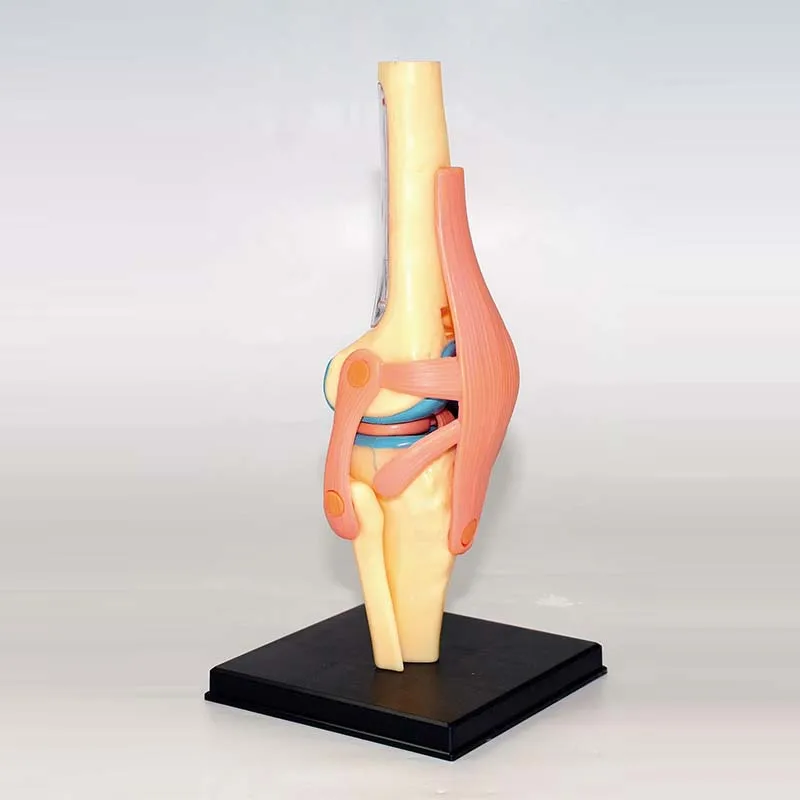 4D мастер интеллект сборка игрушка анатомическая модель человеческого коленного сустава органов медицинская инструкция DIY популярная научная апплика