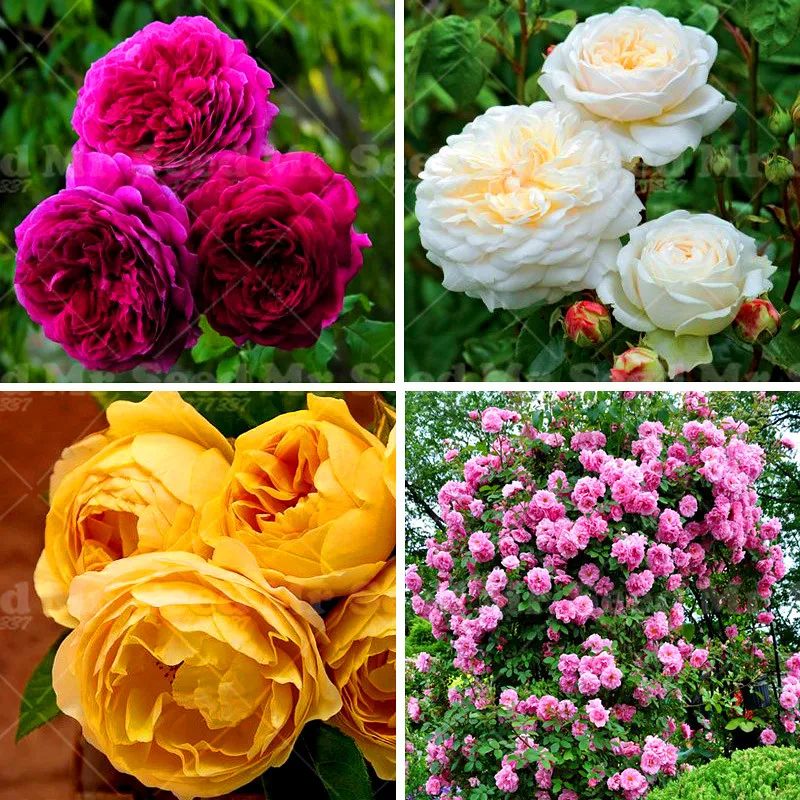 Семена Роз Купить Многолетние