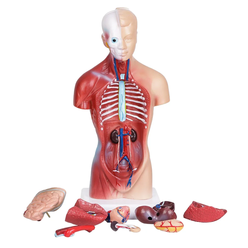 

Human Torso Body Organ Anatomy Anatomical Model for Medical Science School Learning