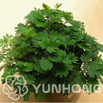 

30 PCSs/pack Bonsai Balcony Mimosa Pudica Potted Foliage Plants Predict Earthquakes Fun Bashful Grass Bonsai Mini Bonsai ***