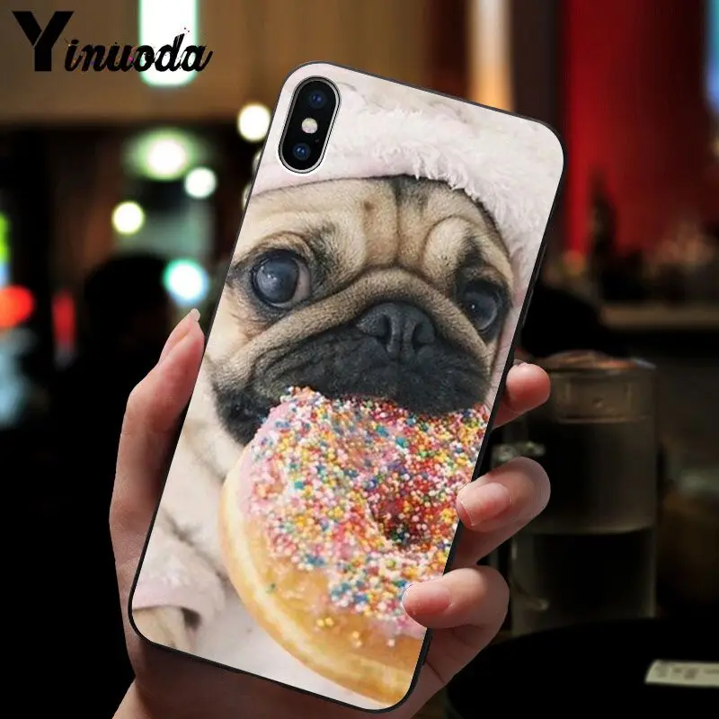 Cute pug dog