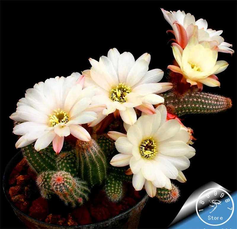 

Loss Promotion!100pcs/Lot mini cactus plantas (Astrophytum) succulents plants bonsai DIY home garden Rare flower Flores,#6J781A