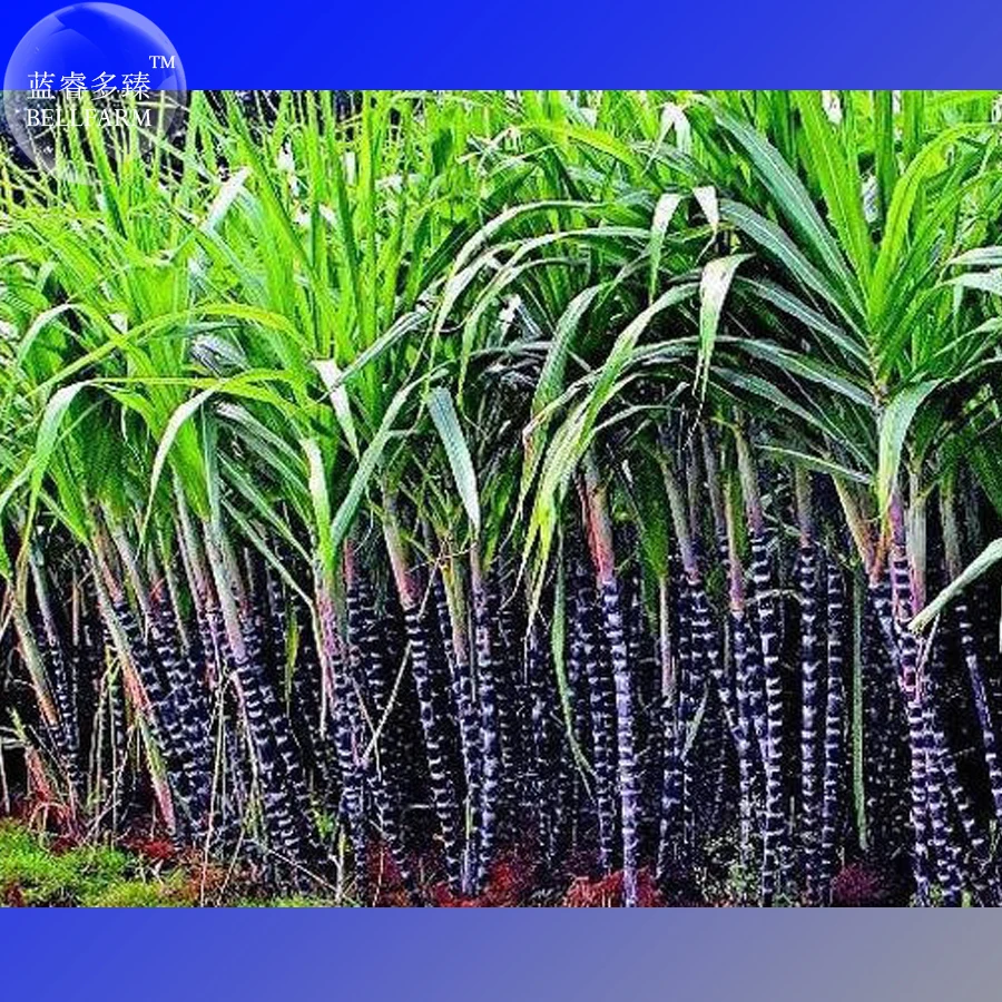 Online Buy Wholesale sugar cane plants from China sugar Online Buy Wholesale sugar cane plants from China sugar