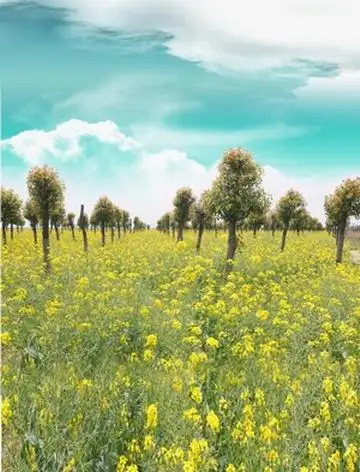Yellow Flower Field Background 7 Photo Studio Vinyl Background Yellow Flower Field Scenery Backdrop Photography Props Spray Painted Digital Printing Backgrounds