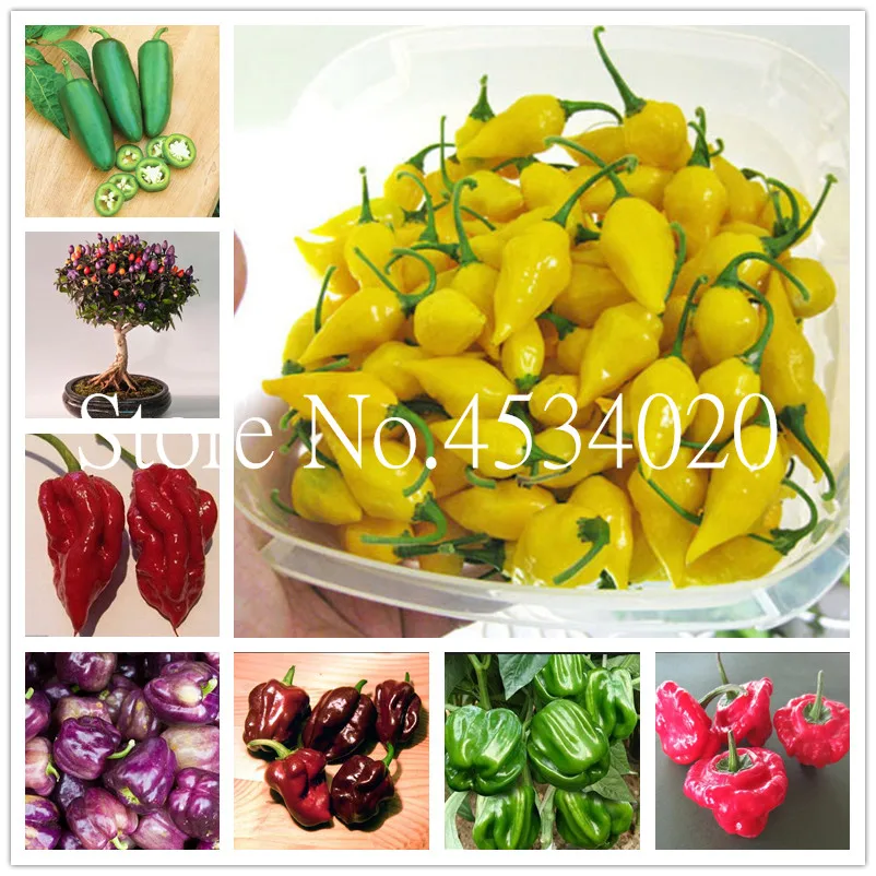 

Sale! 100 pcs Color chili peppers bonsai ,Capsicum annuum,Capsicum frutescens,Balcony vegetables bonsai Mini Hot Pepper plant