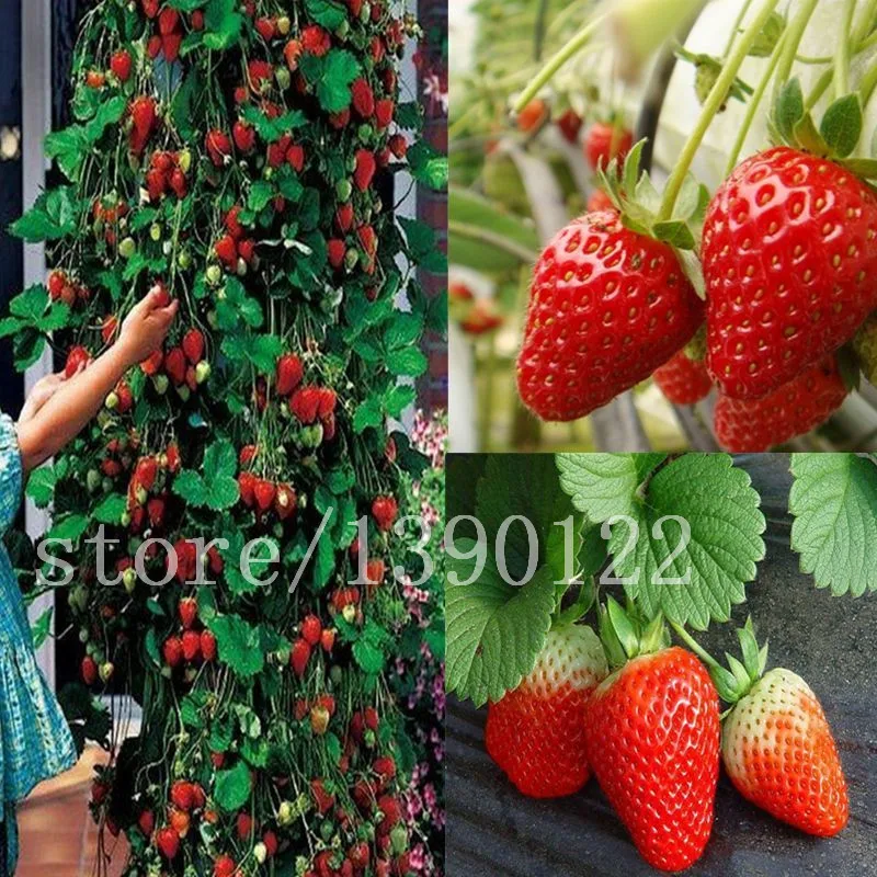 300 pcs climbing strawberry seeds big strawberry delicious fruit and vegetable seeds for home garden NO-GMO strawberry tree