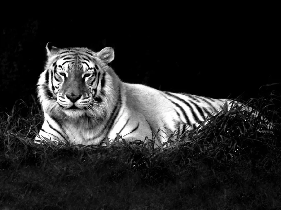 HD print oil painting on canvas(No frame) tiger black and white 14X10inch-050 | Дом и сад
