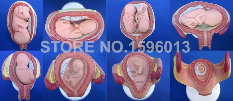 414 fetus development model (8)