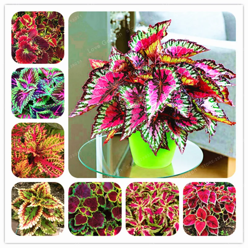 

50PCs Chinese Bonsai Coleus Bonsai Mini Foliage Plants Perfect Color Home Grass Pot Planter For Garden Decoration