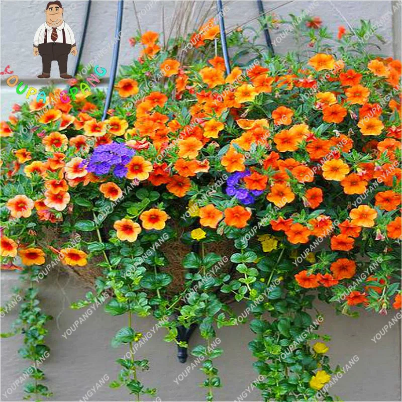 

100pcs Wholesale Garden Petunia bonsai Hanging Flowers Plant Pot For Balcony Bonsai Flower bonsai Diy Plant Morning Glory Semill