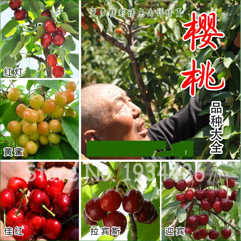 30 Pcs America Cherry Organic Fruit Plantas Bonsai Sweet Cherries Frutas Tree Grove Mini Garden Decoration Plantas Tropicales