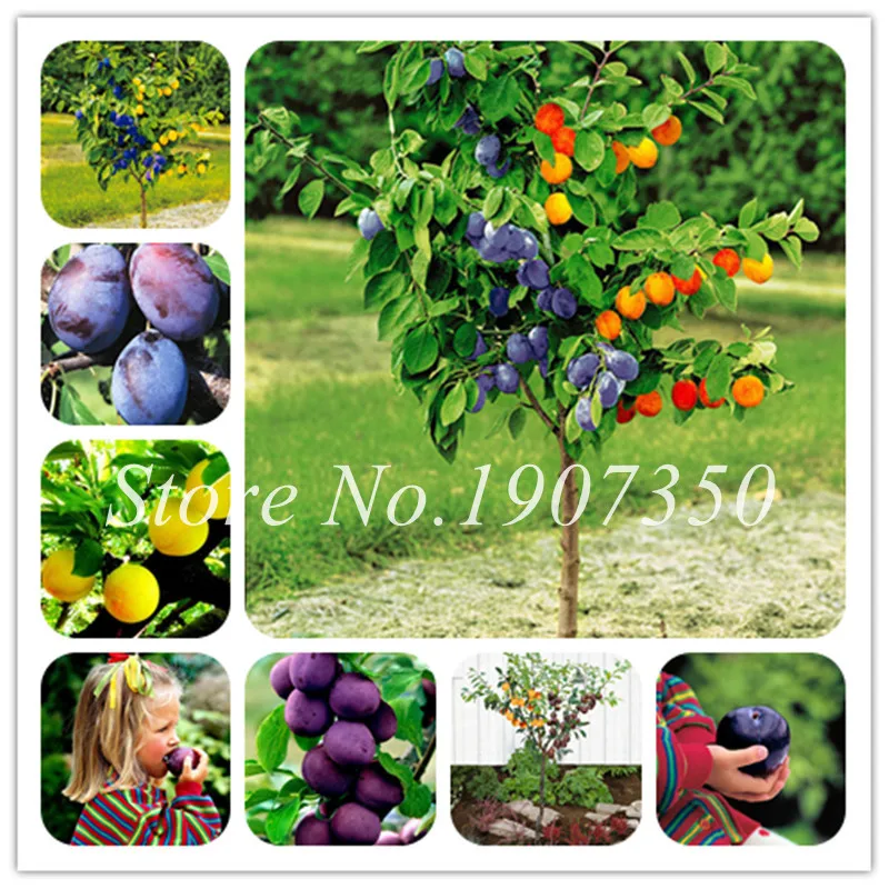 

2019 New Arrive ! 10 Pcs Bonsai Potted Red Brin Plum Fruit Wholesale Prune Bonsai Fruit Delicilous Very Easy Grow Free Shipping