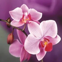 Обычай алмаз живопись эйген фото Собака Цветы 5d diy Мандала алмазов картина фильмы полный квадратный/круглый maison птица балетки подарок