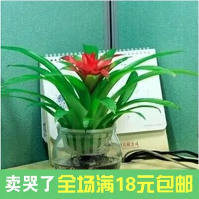 Opportunity Knocks Pinele Plant Flowers Potted Plants Opportunity Knocks Pinele Plant Flowers Potted Plants Indoor High Grade Long Red