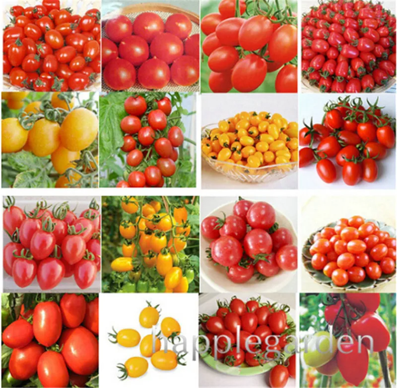 

200pcs 24 Kinds Tomato bonsai Mixed Packed Purple Black Red Yellow Green Cherry Peach Pear Tomato bonsai Organic Food For Garden
