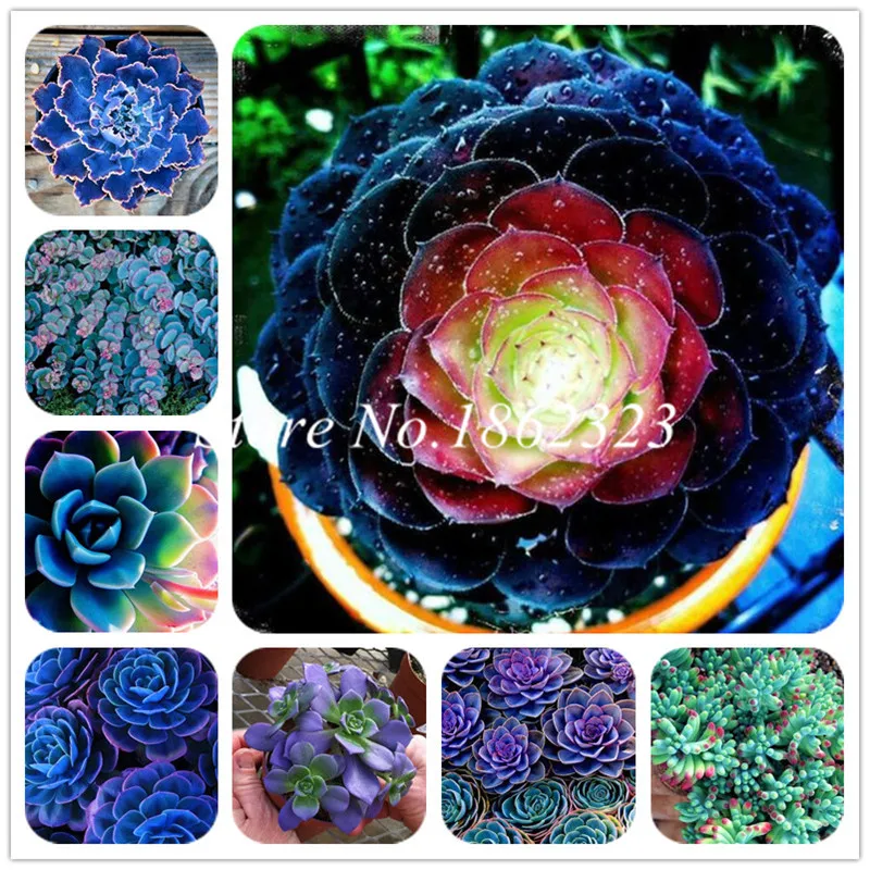 

100 pcs Succulent bonsai Mix Organic Ornamental Plant Flower bonsai Imported China Unusual Succulents Bonsai Winter Rare Pot