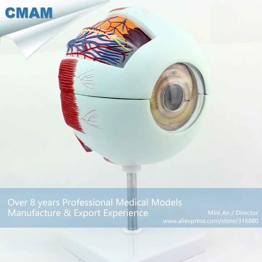 12525 CMAM EYE01 Oversize 6x Life Size Human Anatomy Eyeball Model ...