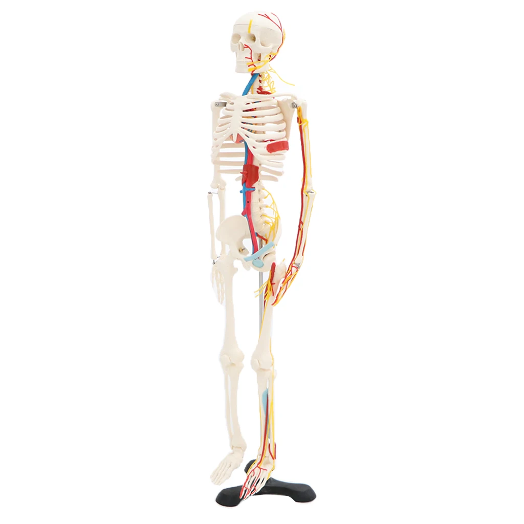 42cm Human Children Body Skeleton Model & 85cm Skeleton Bone Model with Heart Vessel School Anatomical Models Teaching Aids