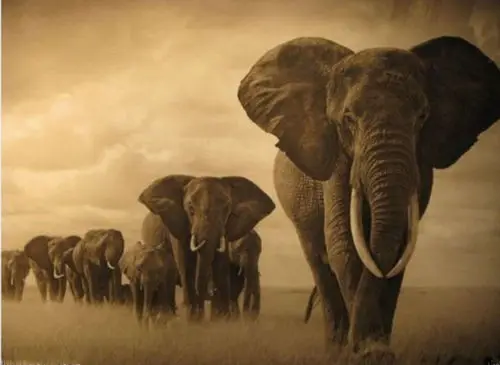 

African animals elephant painting on canvas landscape No Frame