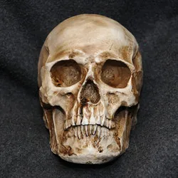 -2015-Human-Skull-Replica-Resin-Model-Medical-Realistic-lifesize-1-1