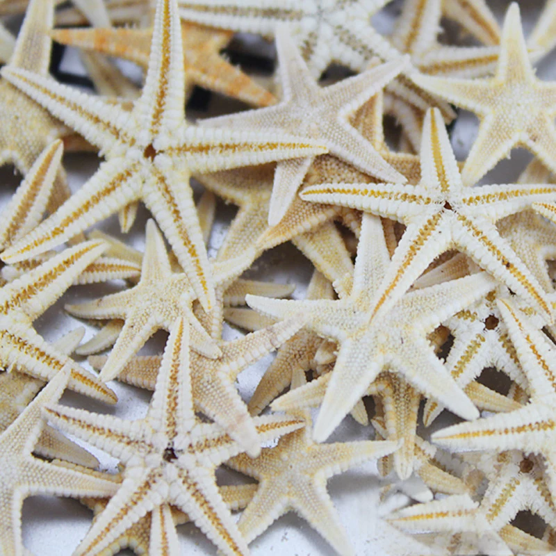 20 Pz 1 2 Cm Naturale Spine Stella Di Mare Stella Marina