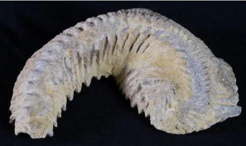 Oyster Fossil-Alectryon carinata-меловый-Мадагаскар-90 миллионов лет