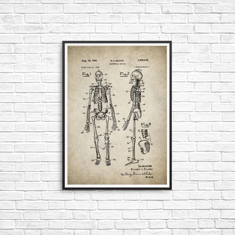 Skeleton Anatomy Wall Art Prints