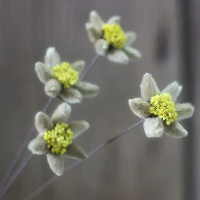 2 Pieces Edelweiss Artificial Flower Natural Plant Handmade Combination