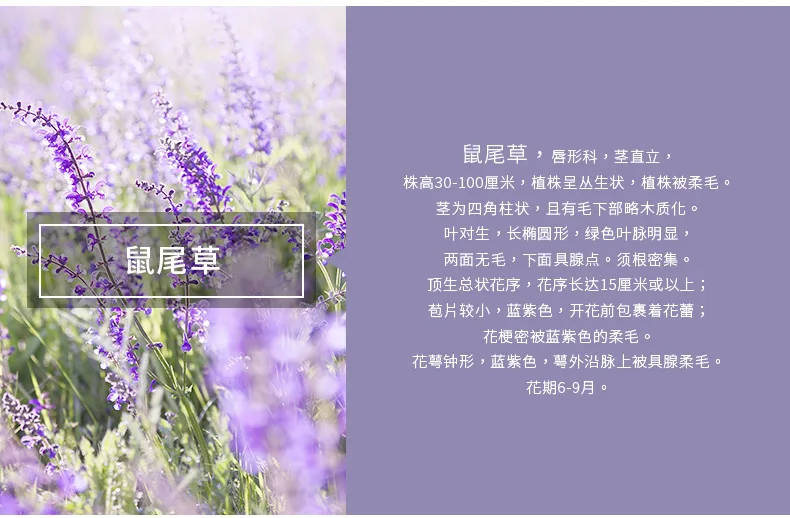 鼠尾草产品信息.jpg