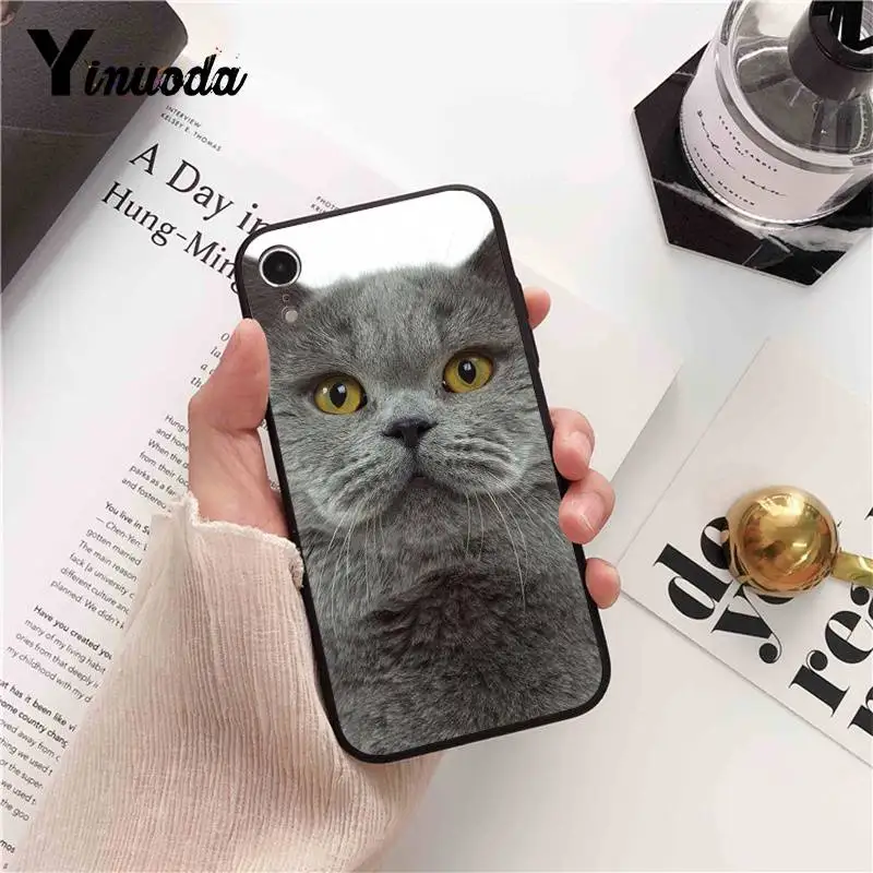 British Shorthair cat Top Design