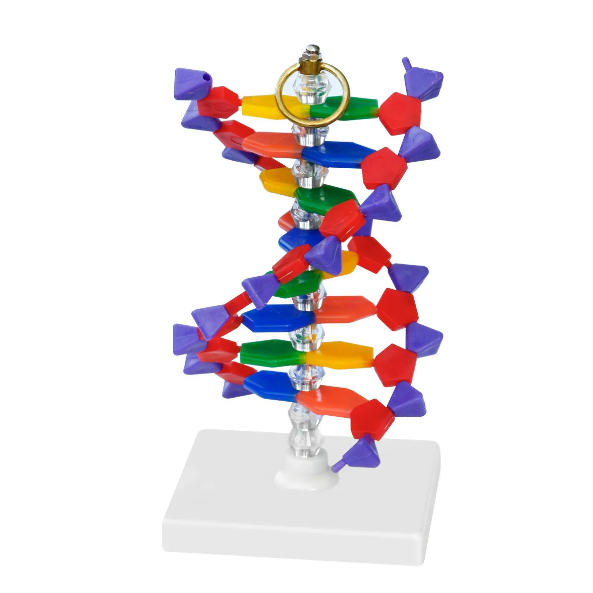 Human DNA Model Biology Demo Props Biological Science