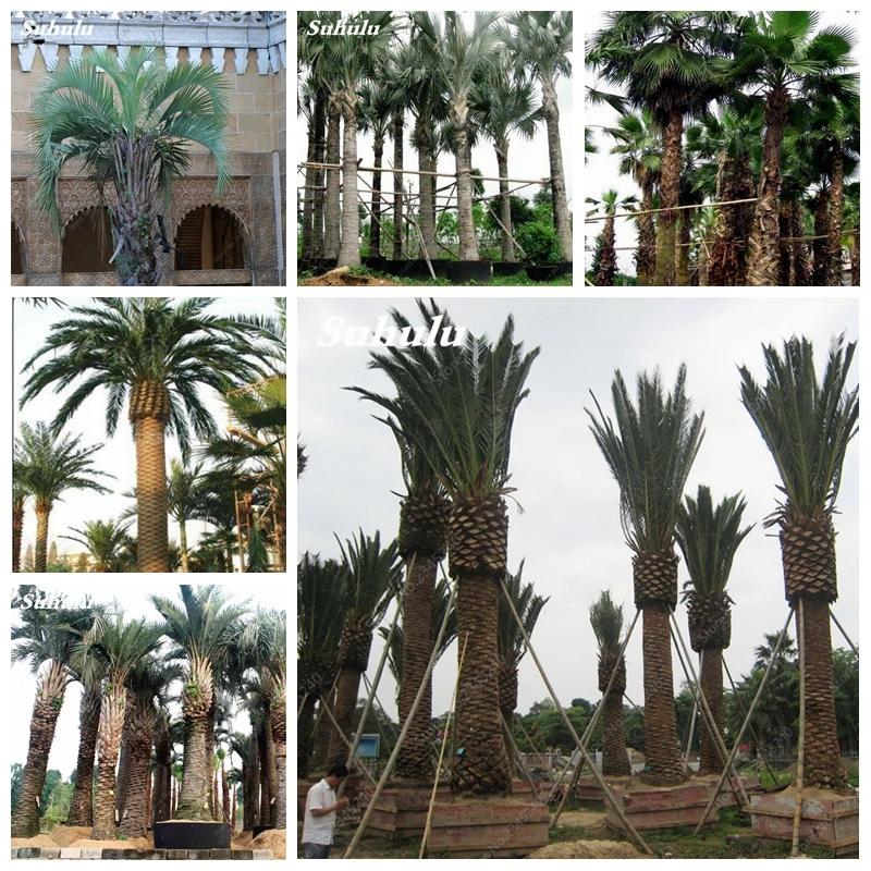 

10 pcs / bag Widely Cultivated Butia Capitata Potted Bonsai Courtyard Perennial Foliage Palm Plant for Home Garden Planting