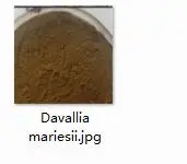 100 г набор Armillaria mellea RHIZOMA PARIDIS Davallia mariesii - Цвет: 200g Davallia maries