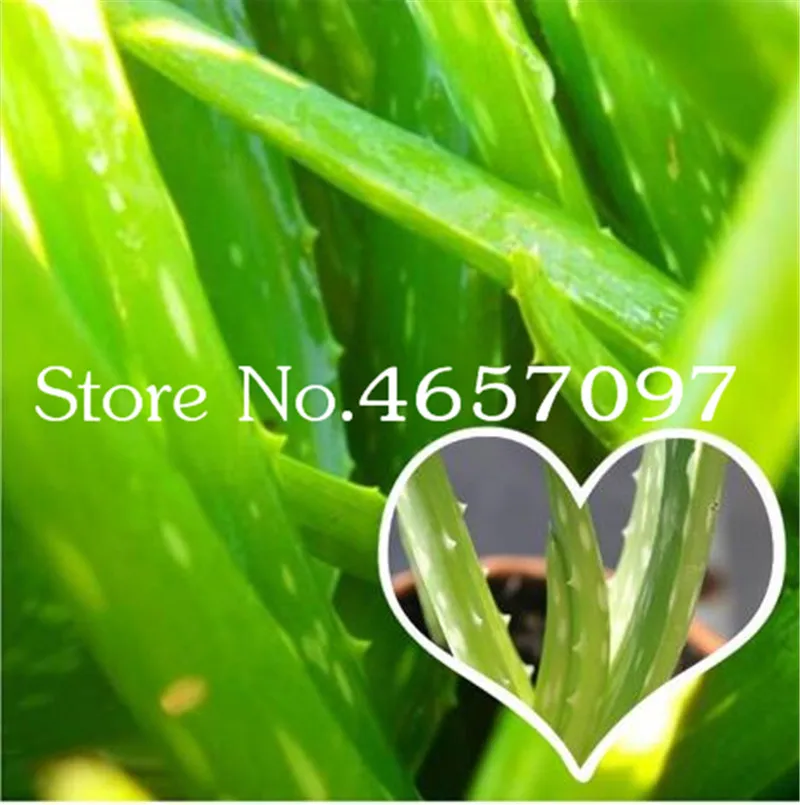 Sale 200 Pcs Green Aloe Vera Plants Edible Beauty Edible Cosmetic Vegetables And Fruit Bonsai Herb Tree Plants For Home & Garden