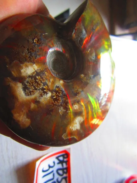 Best Price 317g(0.70 lb) Iridescent Ammonite Ammolite Specimen Fossil Madagascar BFB587