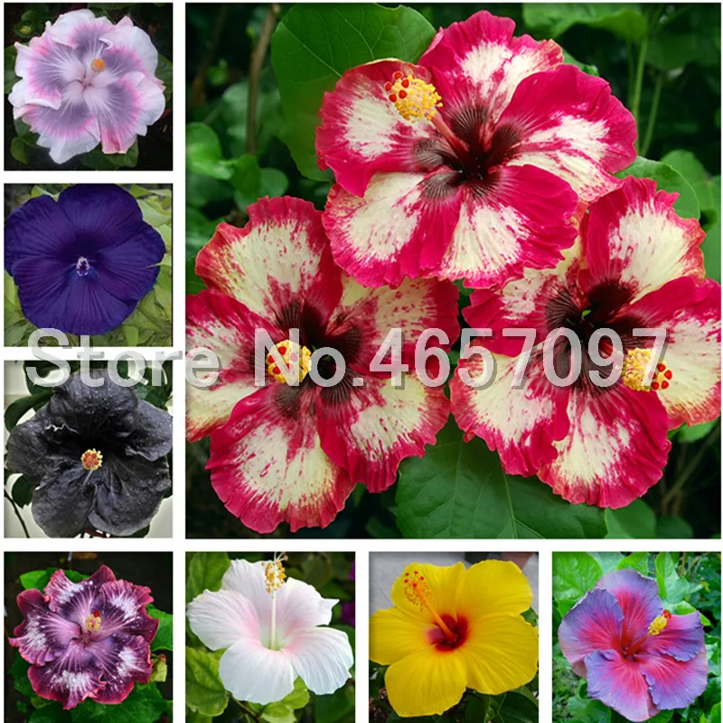 

Sales! 200 pcs Giant Hibiscus Bonsai Flowers Bonsaias Mix Color Hibiscus Tree plating For Flower Potted Plants garden decoration