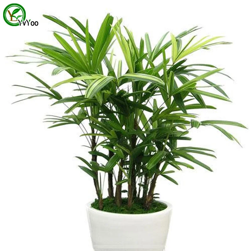 Online Buy Wholesale bamboo plant office desk from China bamboo plant