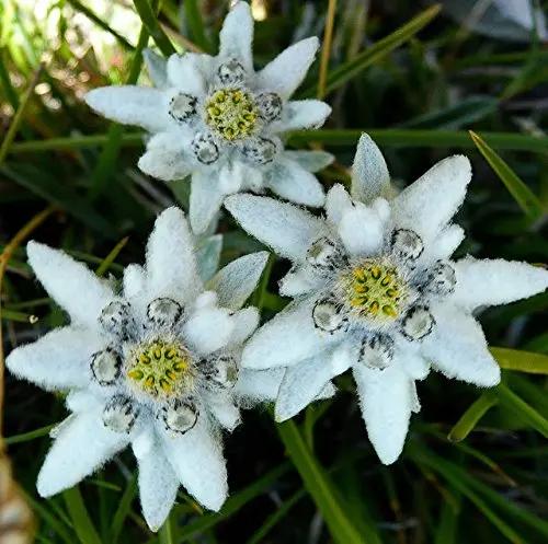 

Edelweiss (Leontopodium Alpinum) 300Pcs Winter hardy ,Perennial Plants Plantas Naturales Home Flowers