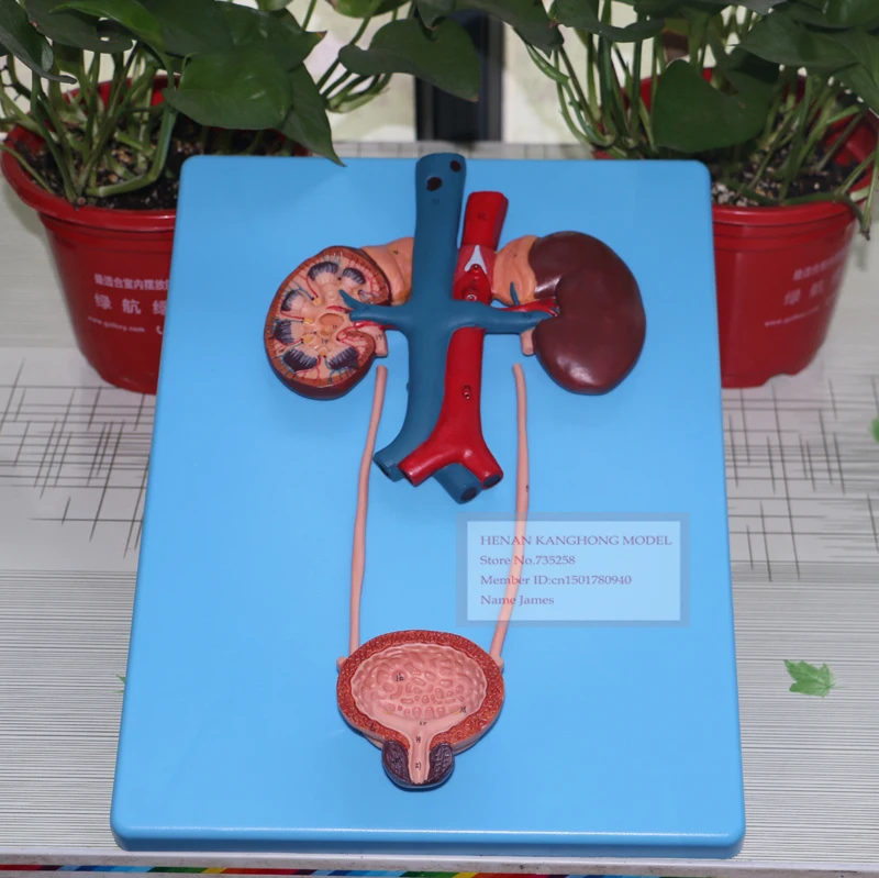 

ISO Urinary System Model,Our Body's Urinary System Model Of the Organ,Urinary Tract Anatomic Model