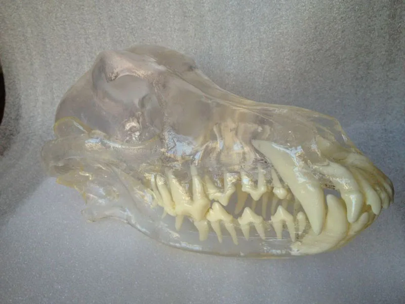 Dog Dentition  Model (stereoscopic type)